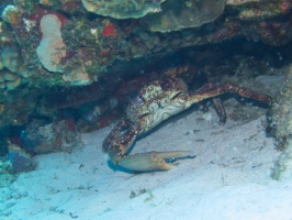 Channel Cling Crab missing one claw arm IMG 9680